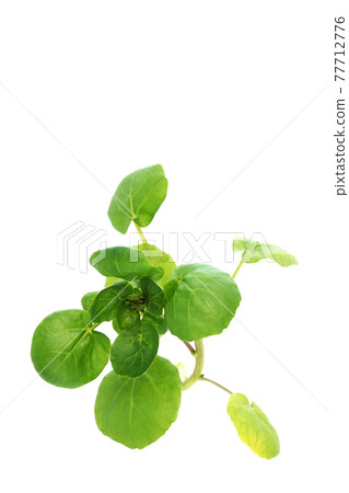 Watercress 77712776