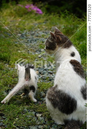 Two-month-old stray cat kitten that can be pampered by a mother cat Two-month-old stray cat kitten that can be pampered by a mother cat 77713520