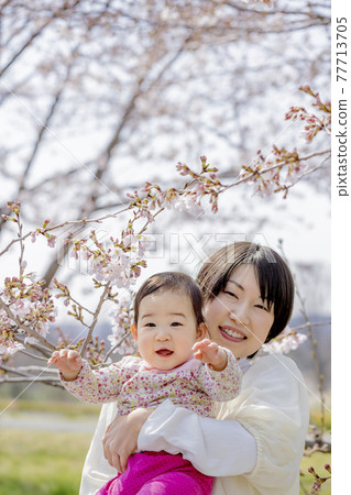 使用在櫻花公園的母親和女兒 77713705