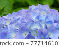 繡球花關閉 77714610