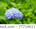 繡球花 77714611