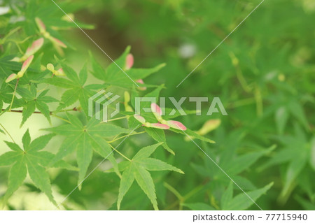 Maple  Maple  77715940