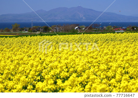 Yokohama-cho, Kamikita-gun, Aomori Prefecture, a field of rape blossoms and Mt. Kamabuse over Mutsu Bay 77716647