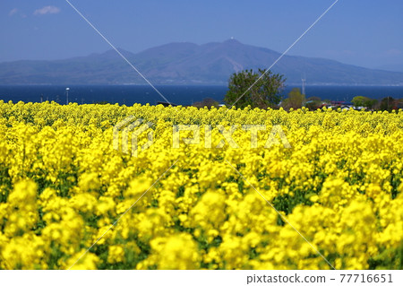 Yokohama-cho, Kamikita-gun, Aomori Prefecture, a field of rape blossoms and Mt. Kamabuse over Mutsu Bay Yokohama-cho, Kamikita-gun, Aomori Prefecture, a field of rape blossoms and Mt. Kamabuse over Mutsu Bay 77716651