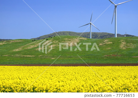 Yokohama-cho, Kamikita-gun, Aomori Prefecture, a field of rape blossoms and a windmill Yokohama-cho, Kamikita-gun, Aomori Prefecture, a field of rape blossoms and a windmill 77716653