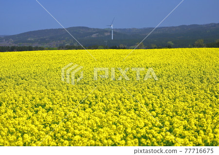 青森縣上北郡橫濱町 77716675