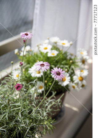 窗台上盛開的杜鵑花和瑪格麗特盆栽植物 77717123