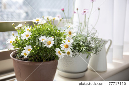 窗台上盛開的瑪格麗特和羅丹納姆盆栽植物 窗台上盛開的瑪格麗特和羅丹納姆盆栽植物 77717130