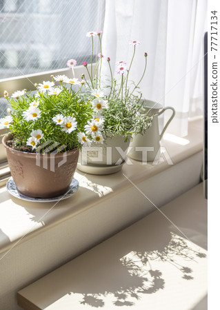 Potted flowers and shadows blooming on the windowsill Potted flowers and shadows blooming on the windowsill 77717134