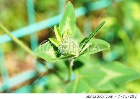 紅三葉草 紅三葉草 77717298