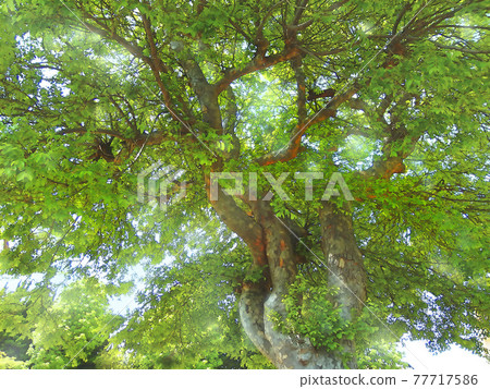 初夏仰望公園裡的樹木【橫向構圖】 77717586