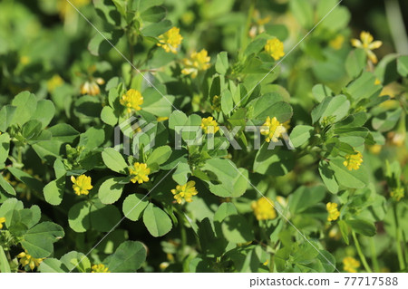 在春天領域開花的白三葉草的黃色花 在春天領域開花的白三葉草的黃色花 77717588