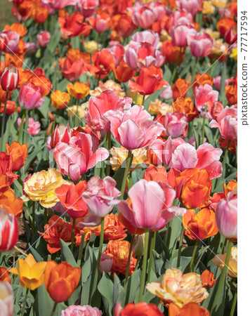 Colorful tulip field spring image 77717594
