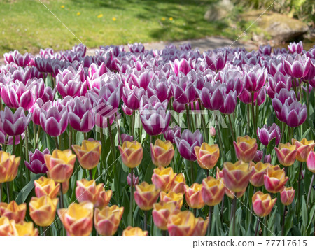 Colorful tulip field spring image 77717615
