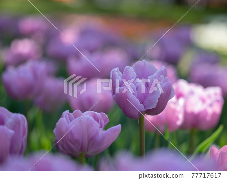 Colorful tulip field spring image 77717617