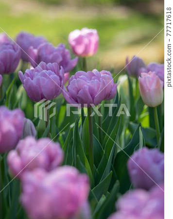 Colorful tulip field spring image 77717618
