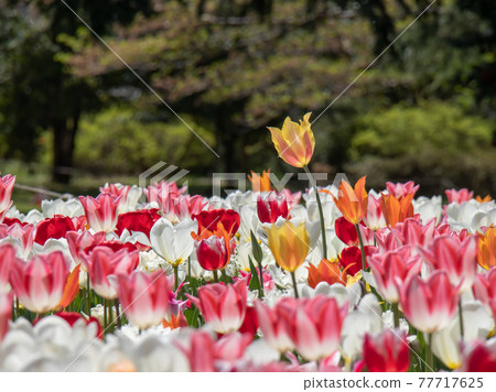 Colorful tulip field spring image 77717625