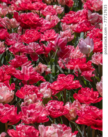 Colorful tulip field spring image 77717635