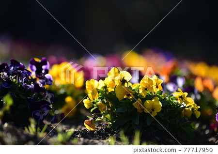 Flower appreciation promise Flower appreciation promise 77717950