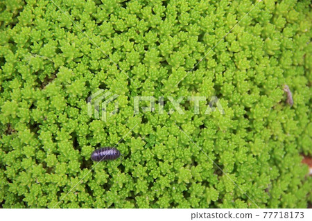 Sedum Sedum 77718173