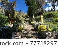 Flowers blooming on the island of the sun in Lake Titicaca, Bolivia 77718297