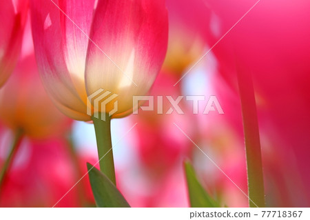Spring-like pink tulips Spring-like pink tulips 77718367