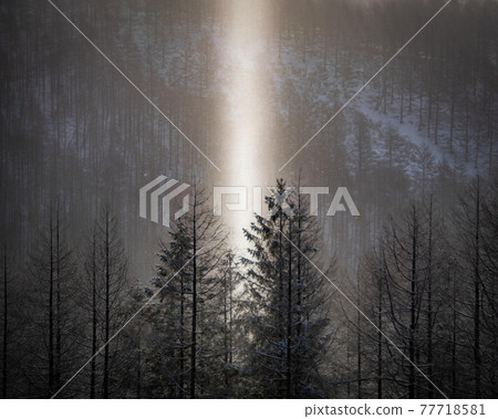 在寒冷的清晨出現在霧峰的太陽柱 77718581