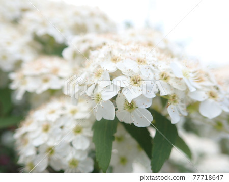 April and May flowers Kodemari April and May flowers Kodemari 77718647