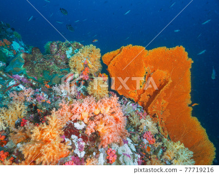 Umiuchiwa and Soft Coral (Bon Island, Similan Marine National Park, Kingdom of Thailand) 77719216