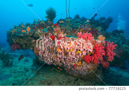 Rocks covered with soft coral (Similan Islands, Kingdom of Thailand) Rocks covered with soft coral (Similan Islands, Kingdom of Thailand) 77719225