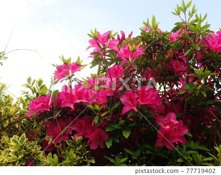 初夏開花杜鵑花 77719402