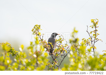 Starlings resting on trees during migration in spring Starlings resting on trees during migration in spring 77719422