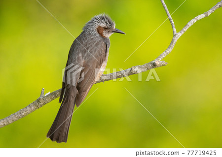 春天美麗的鵯 77719425