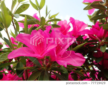 初夏開花杜鵑花 77719429