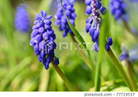 Beautiful spring blue flower grape hyacinth with sun and green grass. Macro shot of the garden with a natural blurred background.(Muscari armeniacum) 77719537