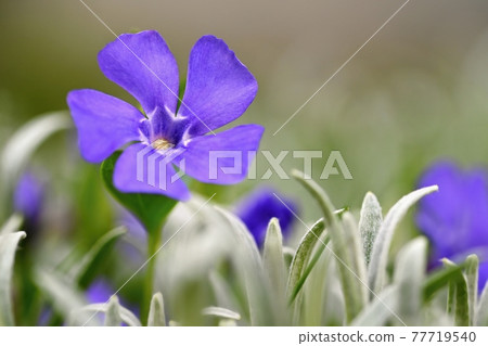 Beautiful purple spring flowers with colorful natural background. Springtime in the grass. 77719540