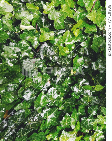 Wet Ivy leaves after the rain. Close-up of wet leaves. rain drops on ivy. nature, season and environment concept 77719938