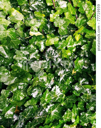 Wet Ivy leaves after the rain. Close-up of wet leaves. rain drops on ivy. nature, season and environment concept 77719939
