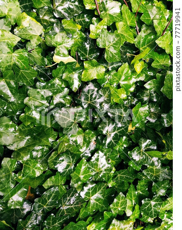 Wet Ivy leaves after the rain. Close-up of wet leaves. rain drops on ivy. nature, season and environment concept Wet Ivy leaves after the rain. Close-up of wet leaves. rain drops on ivy. nature, season and environment concept 77719941