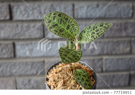 Macodes Petra (Jewel Orchid) 77719951