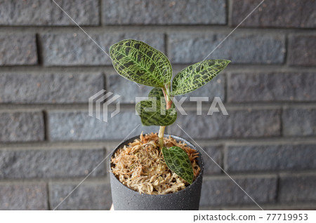 Macodes Petra (Jewel Orchid) 77719953