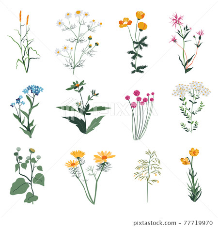 Plants and herbs, wild vegetation and botany bloom 77719970