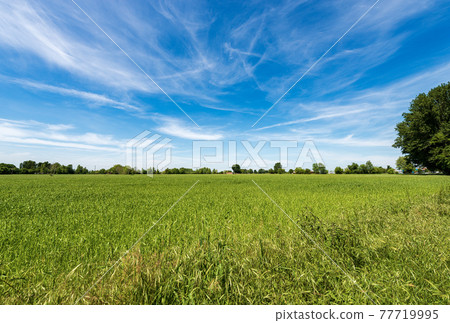 Green Wheat Field in Springtime - Padan Plain or Po valley Lombardy Italy Green Wheat Field in Springtime - Padan Plain or Po valley Lombardy Italy 77719995