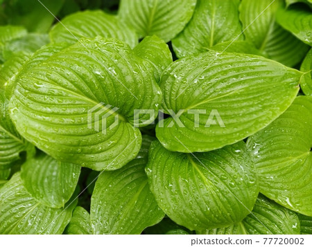 Hosta, a genus of perennial herbaceous plants of the Asparagus family. Horticulture and landscape design. Shade-tolerant ornamental deciduous plants. Green leaves with water drops 77720002