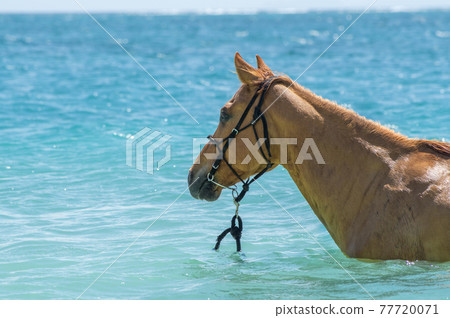 沖繩伊江島海灘入海的馬 77720071