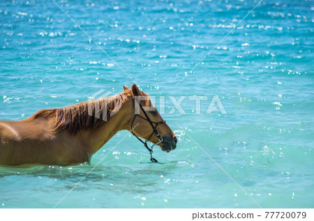 沖繩伊江島海灘入海的馬 77720079