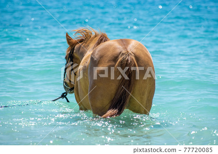 沖繩伊江島海灘入海的馬 77720085