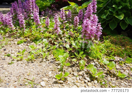 Ajuga Ajuga 77720173