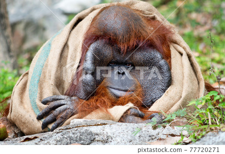 Big male orangutan 77720271