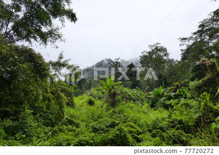 Fog in the forest 77720272